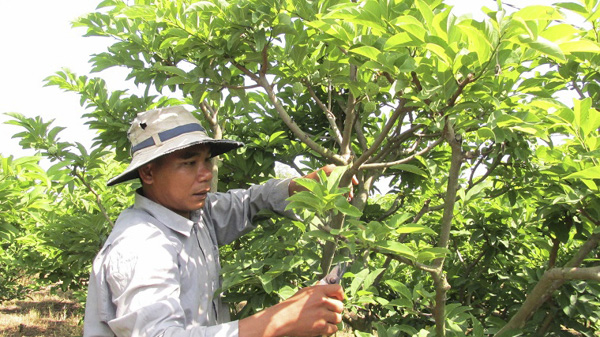 Vườn mãng cầu của anh Mai Quốc Khánh (ấp Phước Trung, xã Phước Long Thọ) năm nay đạt trung bình 100-150 quả/1 cây.