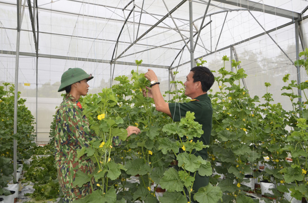 Trung tá Đoàn Xuân Sơn (phải) hướng dẫn chiến sĩ chăm sóc dưa lưới, chuẩn bị vụ Tết. Ảnh: DIỄM QUỲNH