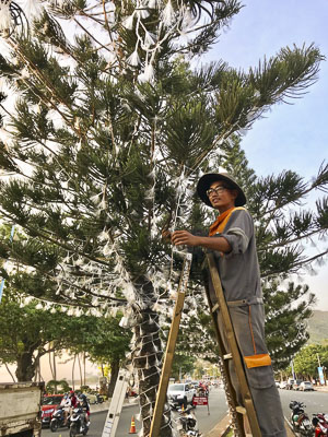 Công nhân Công ty UPC gắn đèn tuyết vào những cây tình bách tán dọc đường Quang Trung.