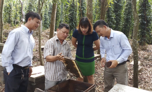 Nhiều mô hình kinh tế phát triển mạnh mẽ từ sự hỗ trợ của Hội Nông dân các cấp. Trong ảnh: Tham quan mô hình nuôi ong lấy mật của gia đình anh Nguyễn Văn Bảy (ấp Bình Trung, xã Bình Ba, huyện Châu Đức).