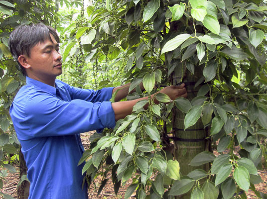 Anh Nguyễn Văn Thông (thôn Quảng Long, xã Kim Long, huyện Châu Đức) chăm sóc vườn tiêu của gia đình.        