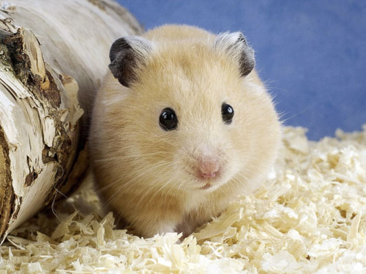 Chuột hamster được nhiều khách hàng ưa chuộng.