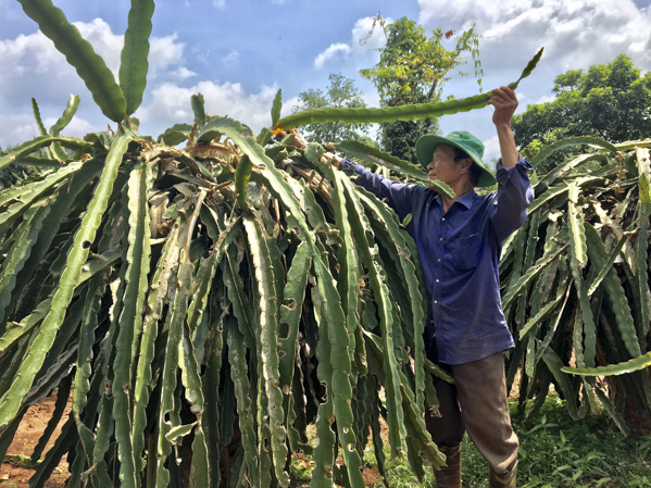 HTX Thanh Long Bông Trang (huyện Xuyên Mộc) được thành lập trong năm 2019, mở ra hướng hướng đi mới cho nông dân. Trong ảnh: Nông dân ấp Trang Nghiêm, xã Bông Trang, huyện Xuyên Mộc đang chăm sóc thanh long.