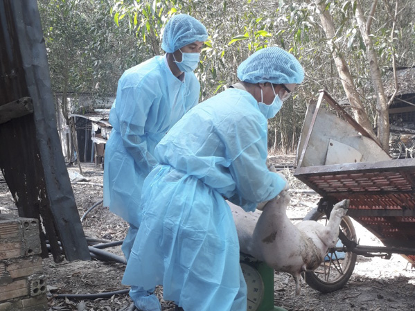 Tiêu hủy heo nghi nhiễm dịch tả châu Phi tại xã Tân Lâm, huyện Xuyên Mộc vào sáng 6/2/2020. Ảnh: HỒNG TUẤN