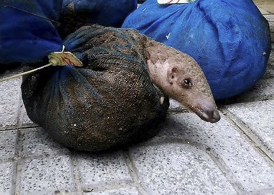 WWF ra lời kêu gọi chấm dứt buôn bán và tiêu thụ động vật hoang dã. (Nguồn: TTXVN)
