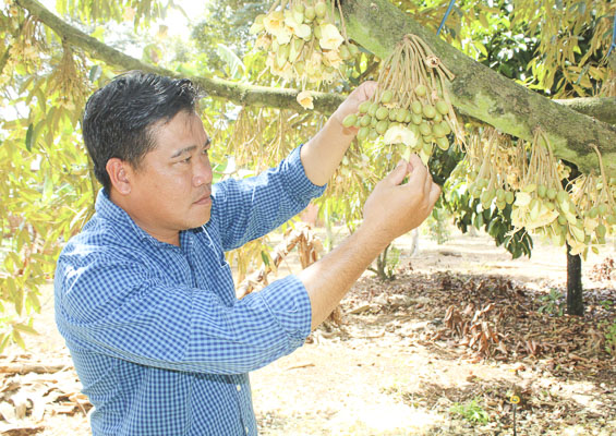 Ông Dín Chắn Hổi (dân tộc Hoa, ở thôn Hoa Long, xã Kim Long, huyện Châu Đức) chăm sóc vườn sầu riêng.