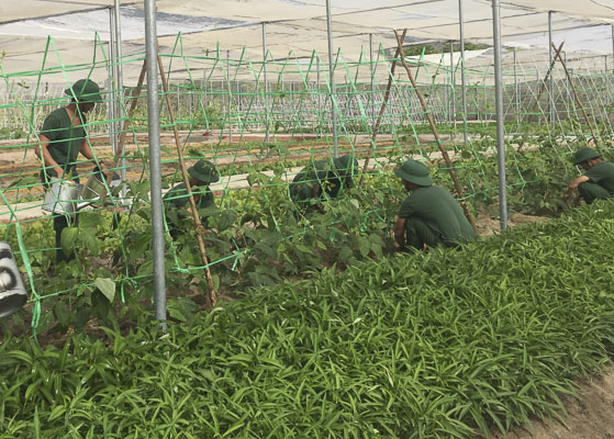 Khu vực sản xuất rau xanh của Trung đoàn Minh Đạm.