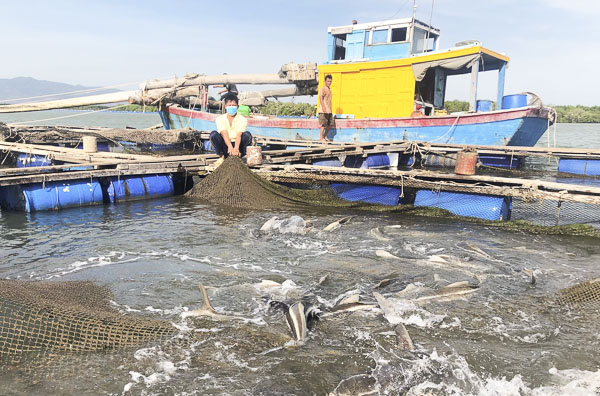 Đàn cá bớp của gia đình ông Trần Thanh Thảo hiện đã có trọng lượng từ 8-10kg/con song vẫn chưa bán được. 