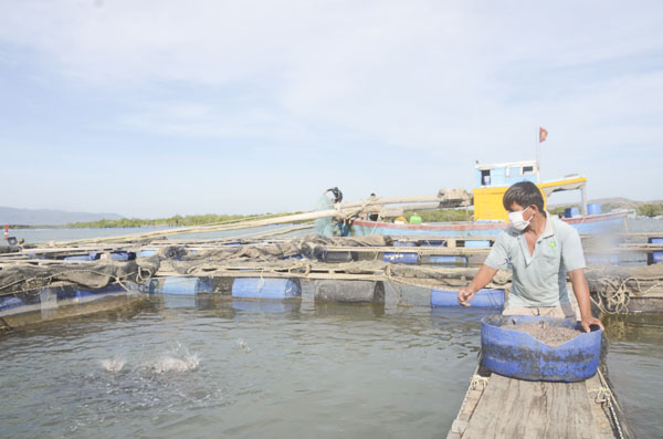 Trung bình mỗi ngày đàn cá của gia đình ông Nguyễn Văn Tính  (thôn 10, xã Long Sơn) tiêu thụ hết hơn 1 tấn thức ăn.
