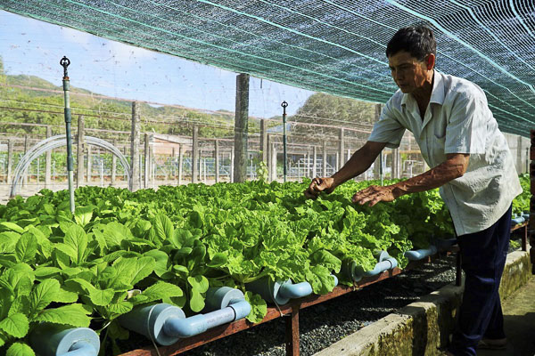 Cơ sở trồng rau thủy canh của ông Phạm Tấn Nghiêm (khu phố Hải Điền, TT. Long Hải, huyện Long Điền) thường xuyên được kiểm tra mẫu nước, đất nhằm đảm bảo chất lượng rau sạch, an toàn cho người sử dụng.