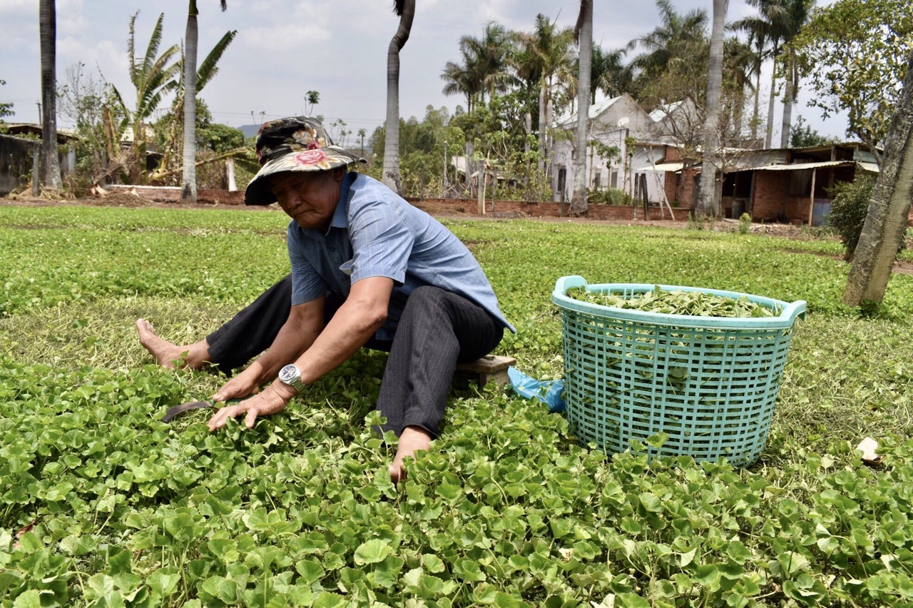 CCB Nguyễn Xuân Quề thu hoạch rau má tại vườn nhà.