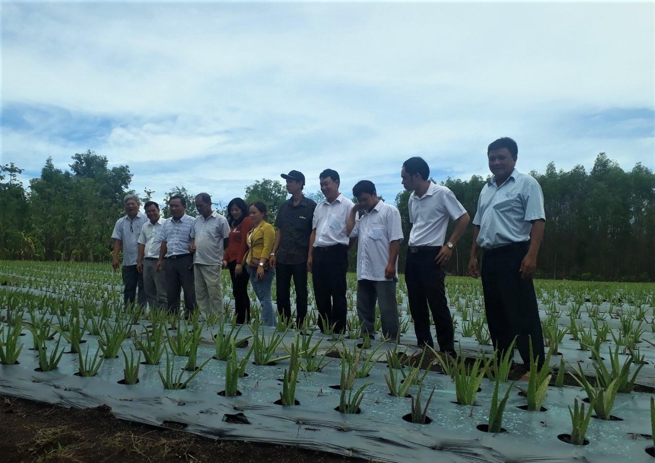 Cán bộ Hội Nông dân huyện Long Điền tham quan mô hình trồng nha đam (diện tích 1.500m2) của hộ gia đình ông Trần Văn Hội, thôn Suối Nghệ, xã Suối Nghệ.