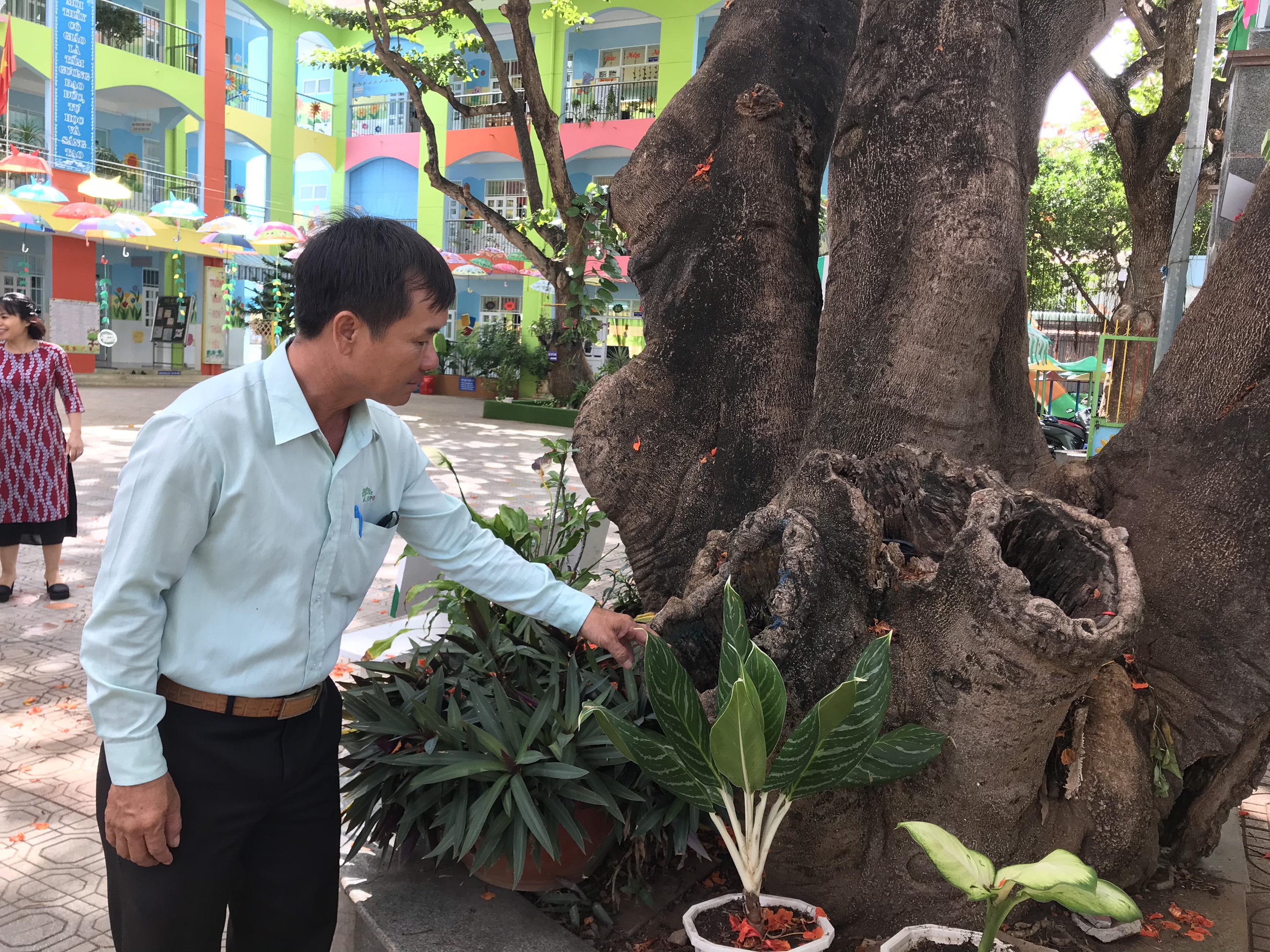 Cây phượng cổ thụ ở trường Mầm non Sao Mai đã mục rỗng nhiều nhánh.