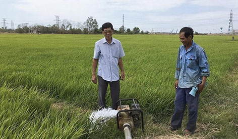 Ông Hồ Văn Sáu (bên trái) thăm đồng, trao đổi với nông dân khu phố Phước Lộc về chăm sóc lúa.