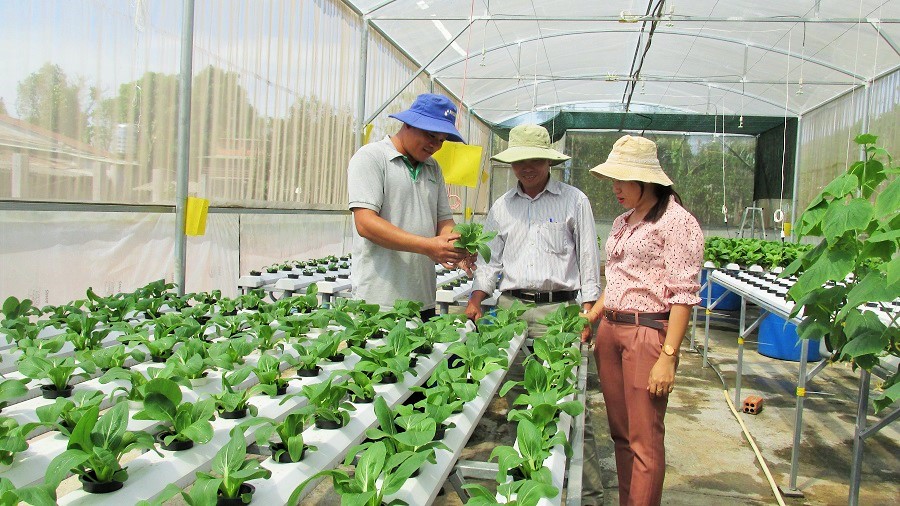 Hiện nay, tỷ trọng các sản phẩm nông nghiệp công nghệ cao chiếm 30% giá trị sản xuất nông nghiệp. Trong ảnh: Mô hình trồng rau thủy canh công nghệ cao của ông Trần Viết Quang (thôn Hữu Phước, xã Suối Nghệ huyện Châu Đức).