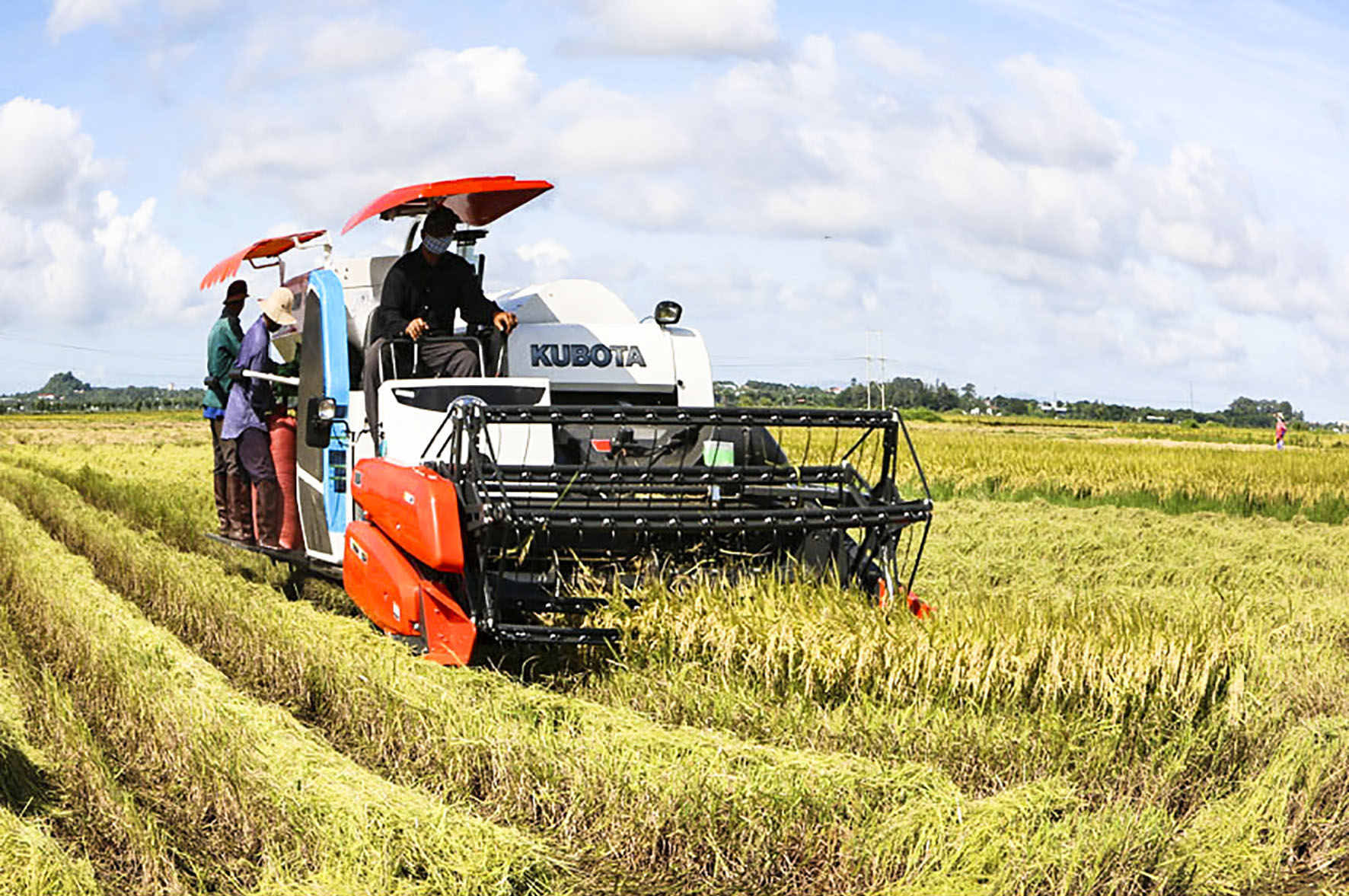 Tăng cường ứng dụng KH-KT vào sản xuất để nâng cao năng suất, chất lượng nông sản. Trong ảnh: Thu hoạch lúa bằng máy gặt đập liên hợp tại xã An Nhứt, huyện Long Điền.