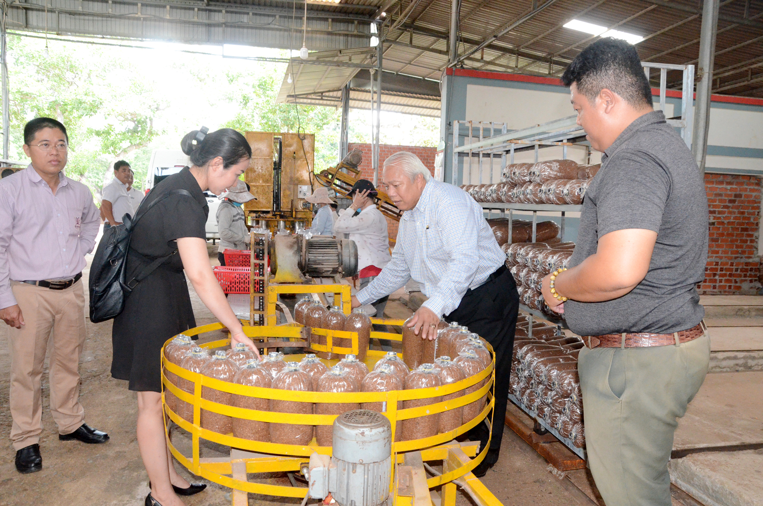 Cách trồng nấm linh chi đỏ theo chuỗi khép kín ở Đồng Nai