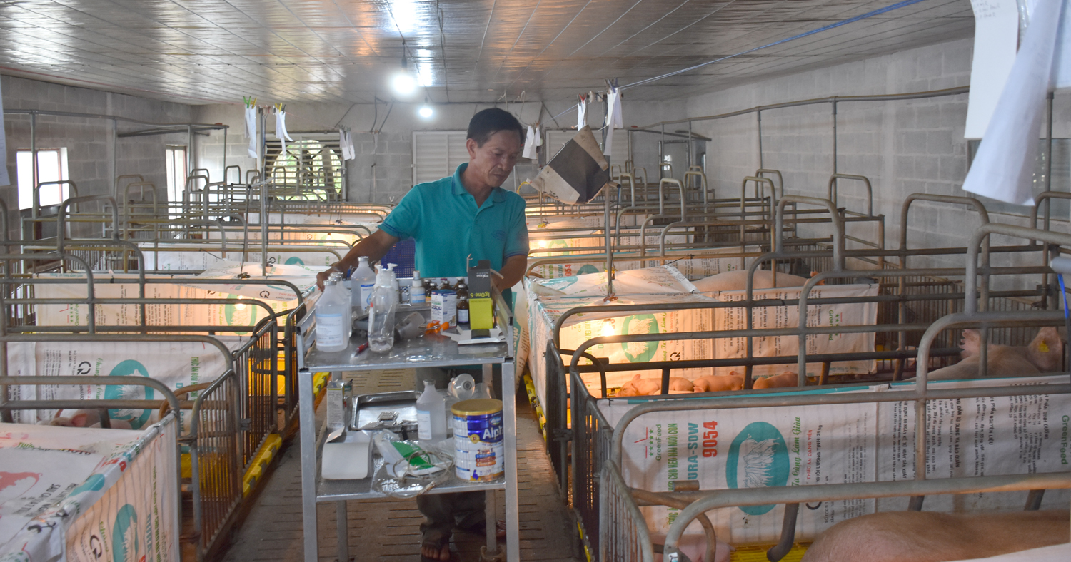 Các trang trại chăn nuôi đã được rà soát, yêu cầu xây dựng hệ thống xử lý nước thải và xử lý sau Biogas. Trong ảnh: Trang trại chăn nuôi heo tại xã Cù Bị (huyện Châu Đức).