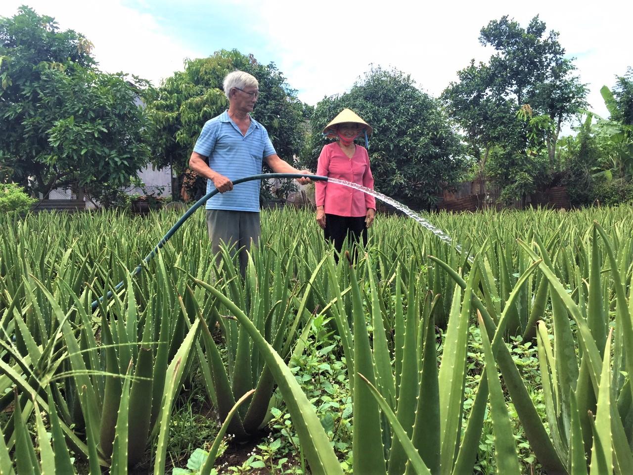 Hộ ông Nguyễn Văn Lý và bà Nguyễn Thị Hoa (khu phố Thanh Long, TT.Đất Đỏ, huyện Đất Đỏ) thu nhập mỗi tháng hơn 10 triệu đồng từ bán nha đam.