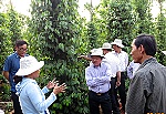 Chi cục Trồng trọt và BVTV: Nâng cao thu nhập cho người nông dân