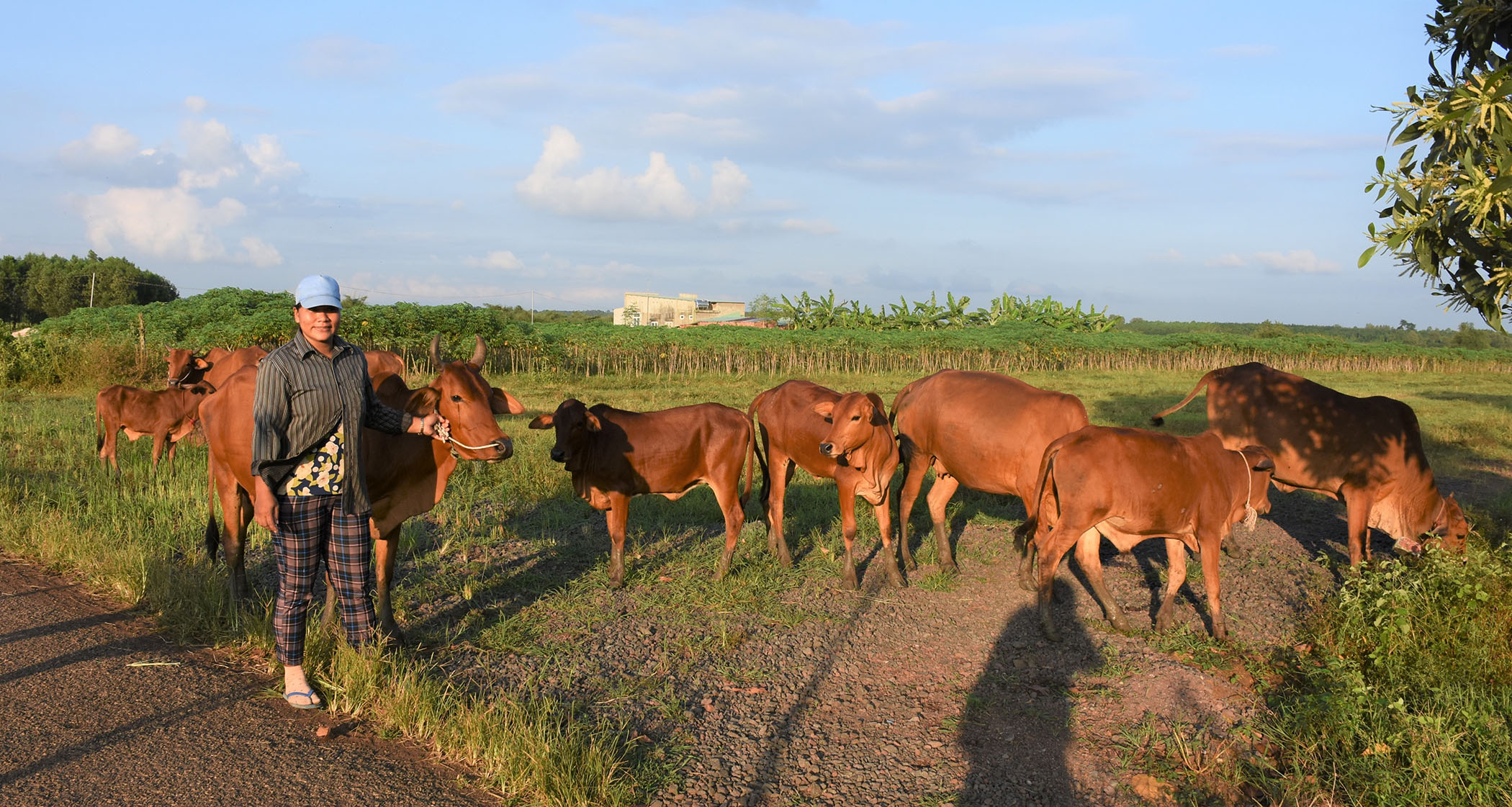 Chị Đào Thị Kim chăm sóc đàn bò của gia đình.