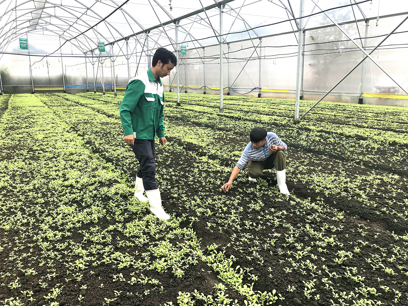 Vườn rau chuẩn 4K của gia đình ông Nguyễn Văn Tuy, ấp Tân Hà, xã Châu Pha, TX. Phú Mỹ.