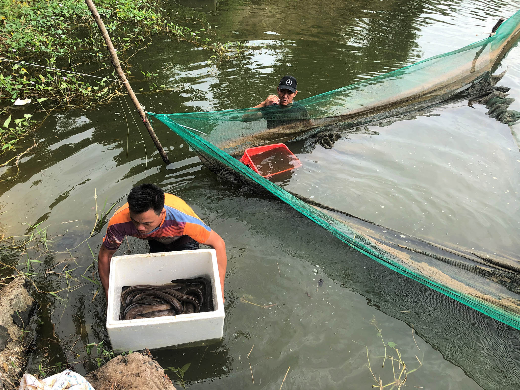 Thu hoạch cá chình hoa nuôi trong ao đất tại xã Bông Trang, huyện Xuyên Mộc của Công ty Việt Tam Nông.