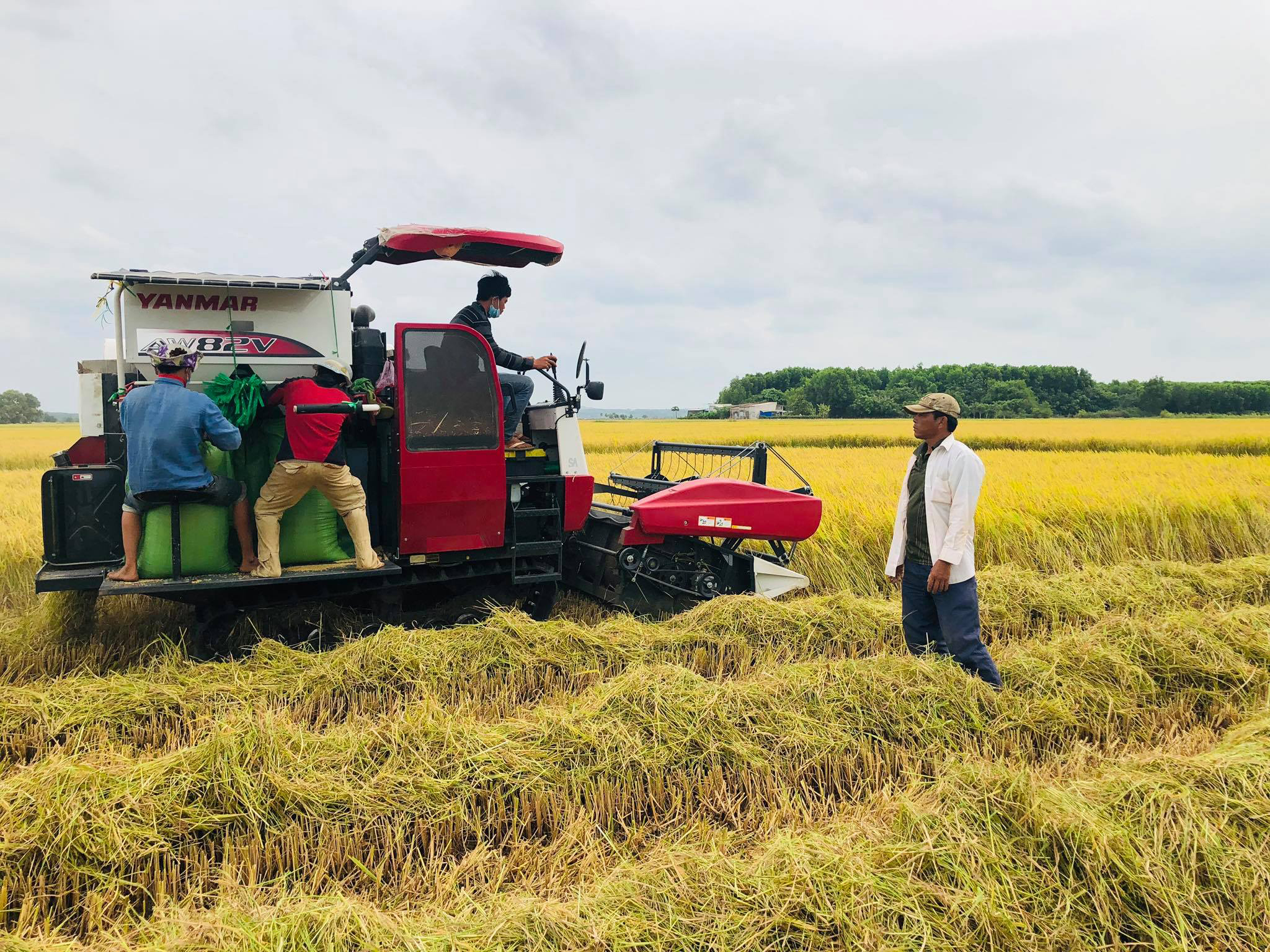 Nông dân xã An nhứt, huyện Long Điền thu hoạch lúa.