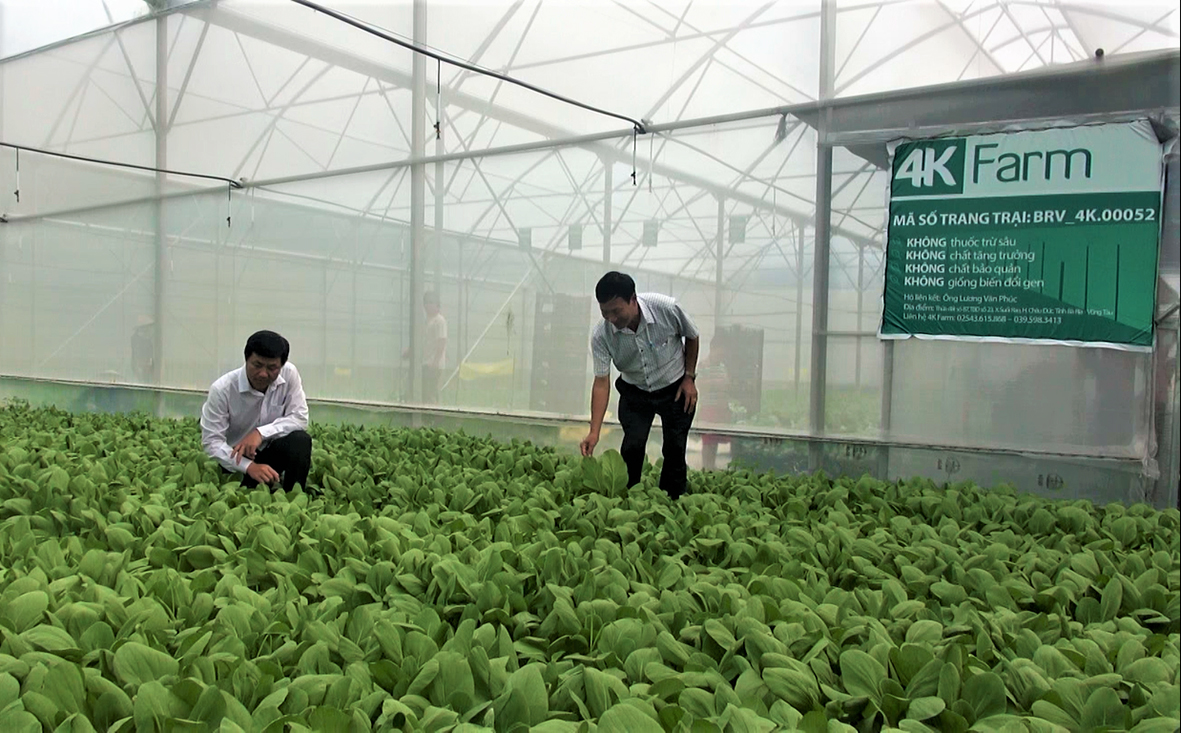 Với diện tích hơn 2.000m2, Cơ sở trồng rau 4K Farm của hộ ông Lương Văn Phúc (thôn 2, xã Suối Rao, huyện Châu Đức) thu hoạch mỗi tháng từ 10-15 tấn rau sạch cung cấp cho hệ thống siêu thị Bách Hoa Xanh.