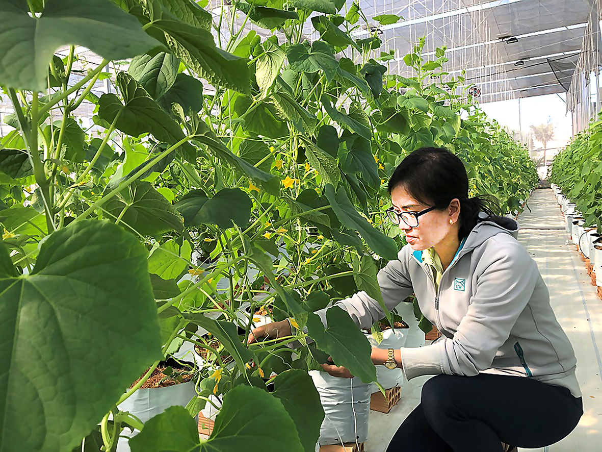 Trên địa bàn tỉnh đã hình thành 4 vùng nông nghiệp UDCNC. Trong ảnh: Mô hình trồng rau thủy canh công nghệ cao tại TT. Phước Bửu, huyện Xuyên Mộc.