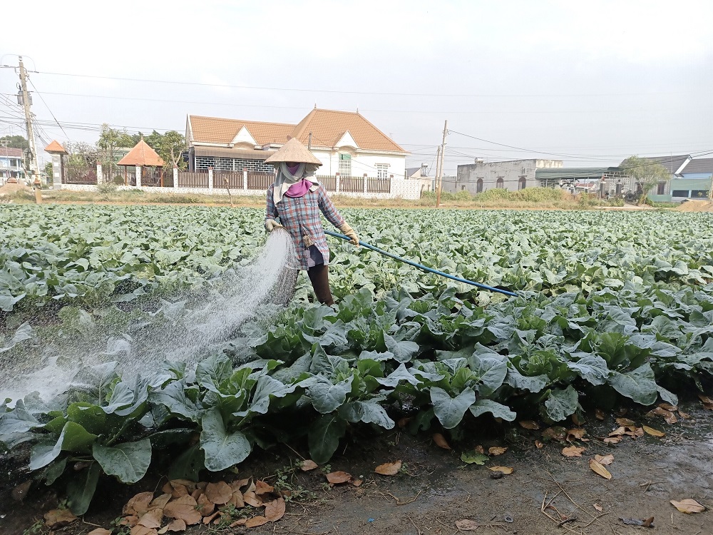 Nông dân vùng trồng rau xã Tân Hải, TX.Phú Mỹ tất bật chăm sóc vụ rau phục vụ thị trường Tết Nguyên đán 2021.