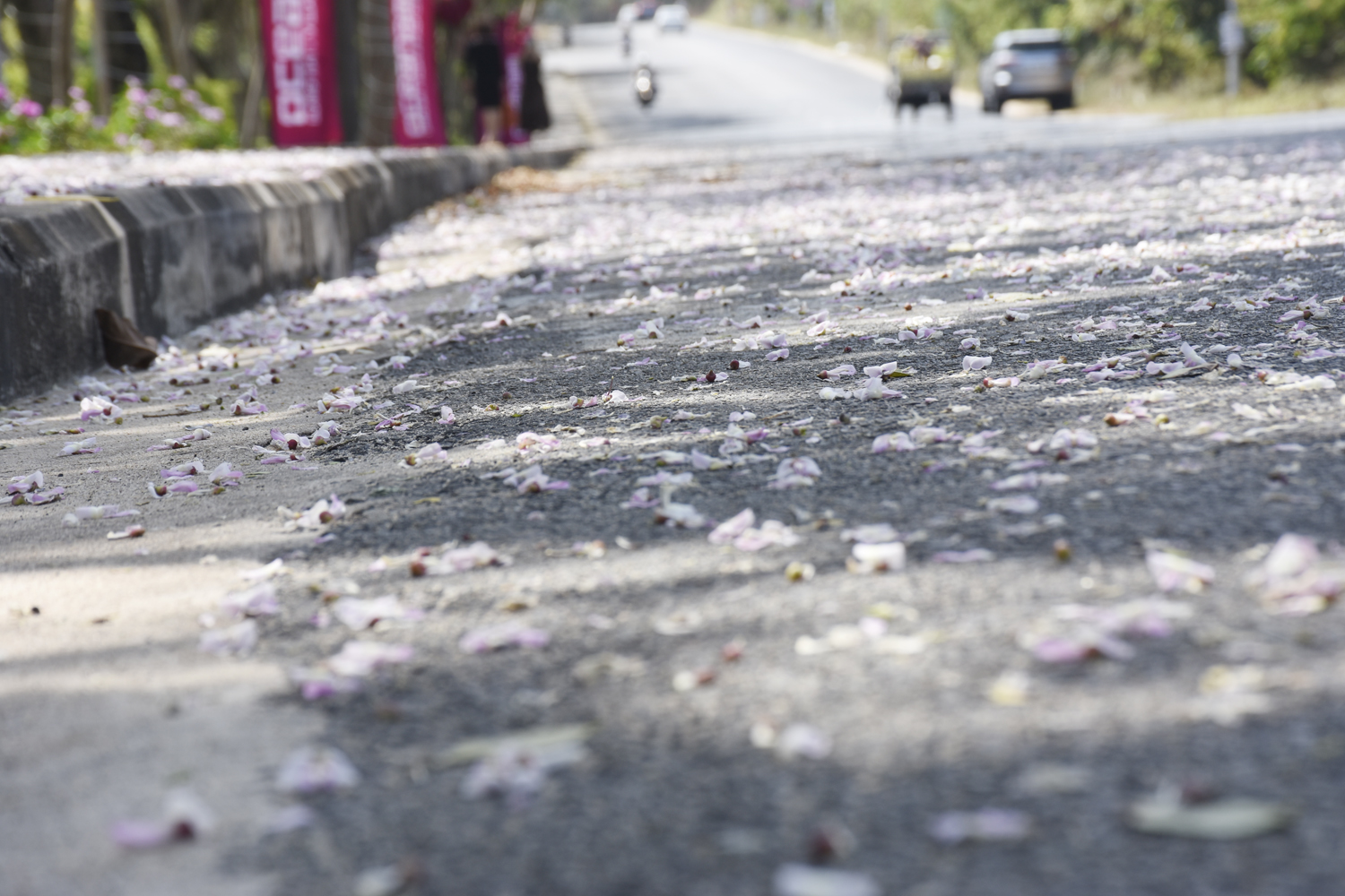 Hoa anh đào rụng trắng trên đường ven biển qua thị trấn Phước Hải. 