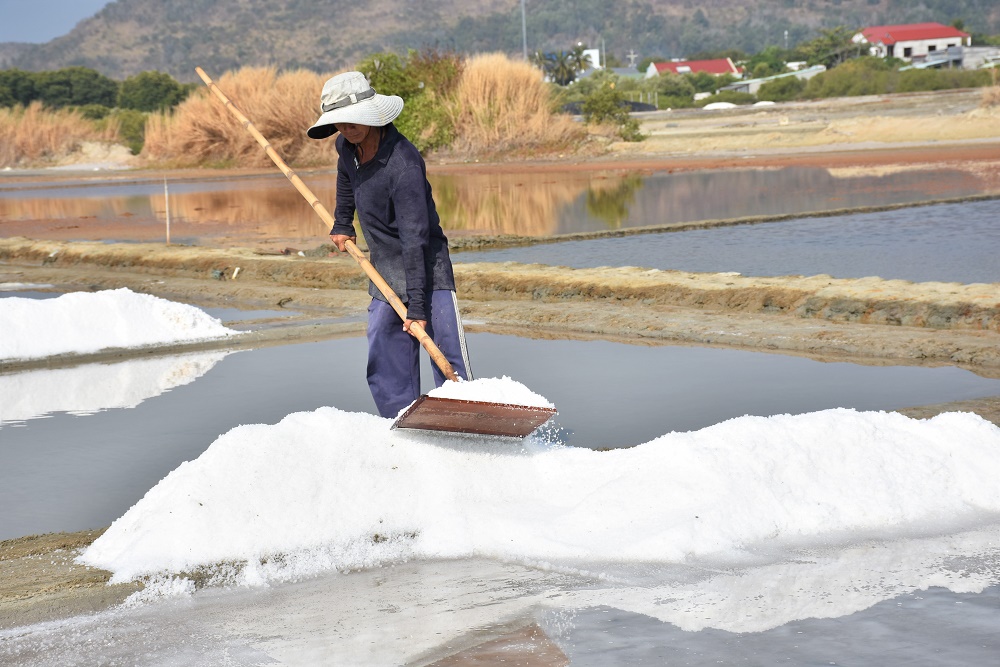 Thời tiết không thuận lợi khiến niên vụ muối 2020-2021 bị trễ so với niên vụ trước.  Trong ảnh: Thu hoạch muối tại xã Long Sơn (TP. Vũng Tàu).