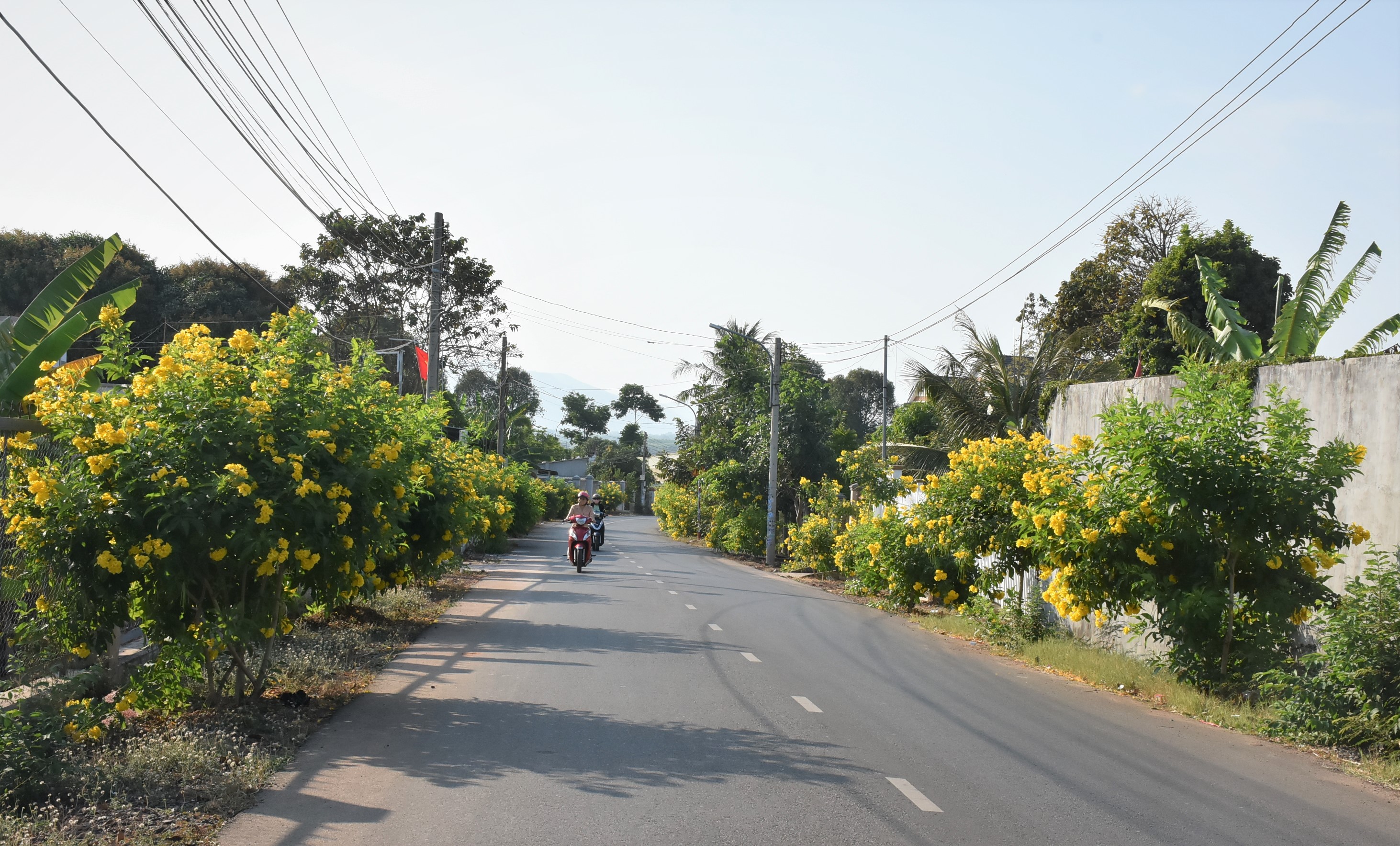 Hoa hoàng yến trồng 2 bên đường vào khu phố Thanh Bình (TT.Đất Đỏ, huyện Đất Đỏ).