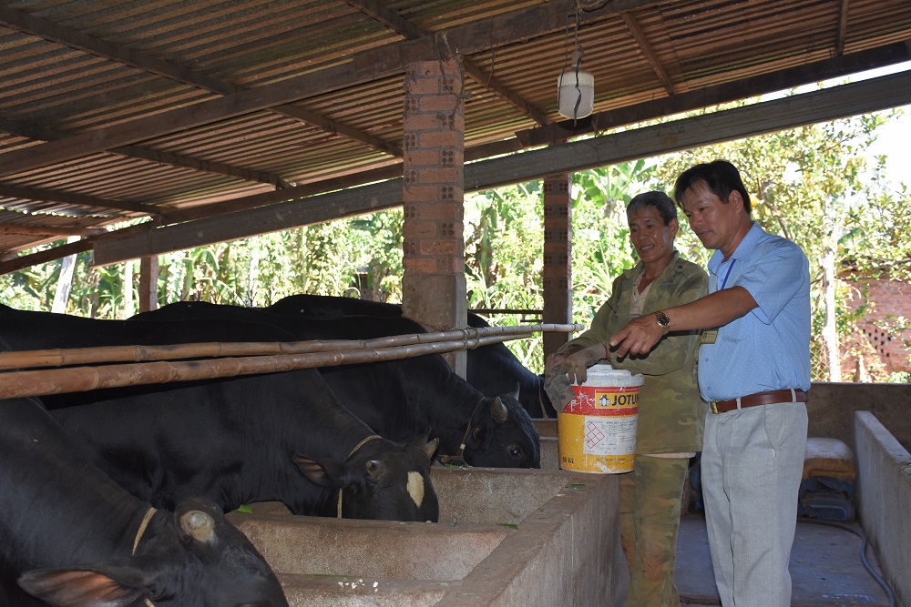 Mô hình nuôi bò 3B của ông Phạm Văn Thắng, ấp Vĩnh Bình, xã Bình Giã, huyện Châu Đức.