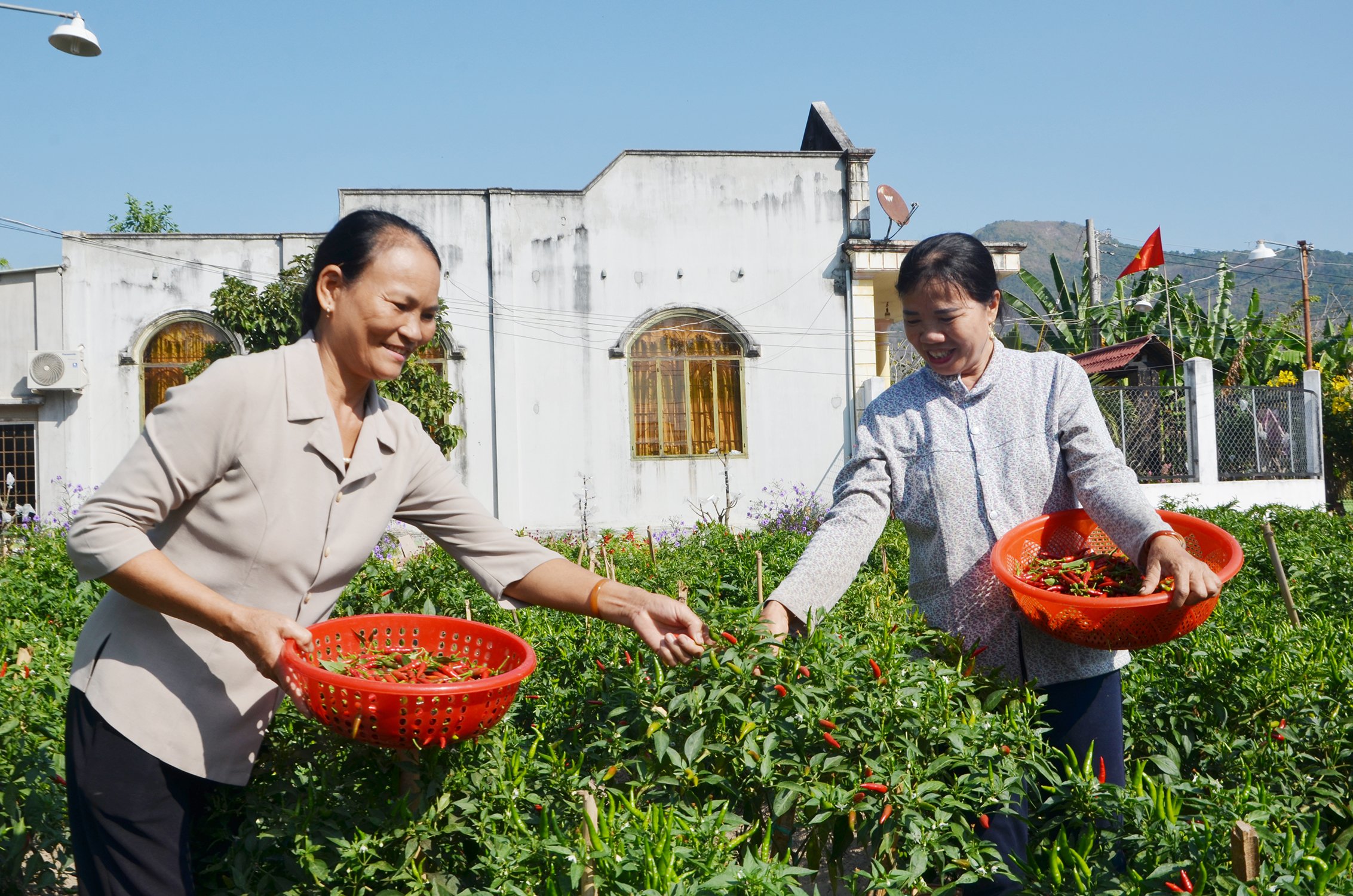 Bà Trần Thị Khoát (phải, tổ 8, ấp Tân Phước 1, xã Tân Hưng) tham gia tổ góp vốn xoay vòng, số vốn giúp bà có tiền mua hạt cây, rau giống ngắn ngày.