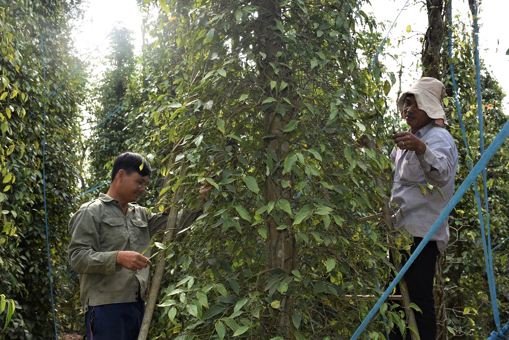 Giá tiêu tăng cao nhất trong 4 năm trở lại đây khiến người trồng hồ tiêu vô cùng khấn khởi.  Trong ảnh: Thu hoạch tiêu tại gia đình ông Trương Bình Minh (ấp Suối lúp, xã Bình Ba).
