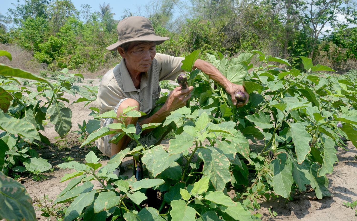 Nông dân lo lắng mưa lớn sẽ ảnh hưởngđến năng suất cây trồng. Trong ảnh: Nông dân huyện Đất Đỏ chăm sóc cà tím.