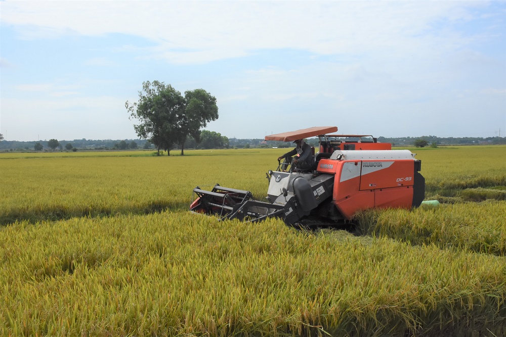 Nhờ áp dụng các loại giống lúa mới xác nhận, cùng với thời tiết ổn định, năng suất và sản lượng lúa tăng mạnh. Trong ảnh: Thu hoạch lúa tại xã An Nhứt (huyện Long Điền).