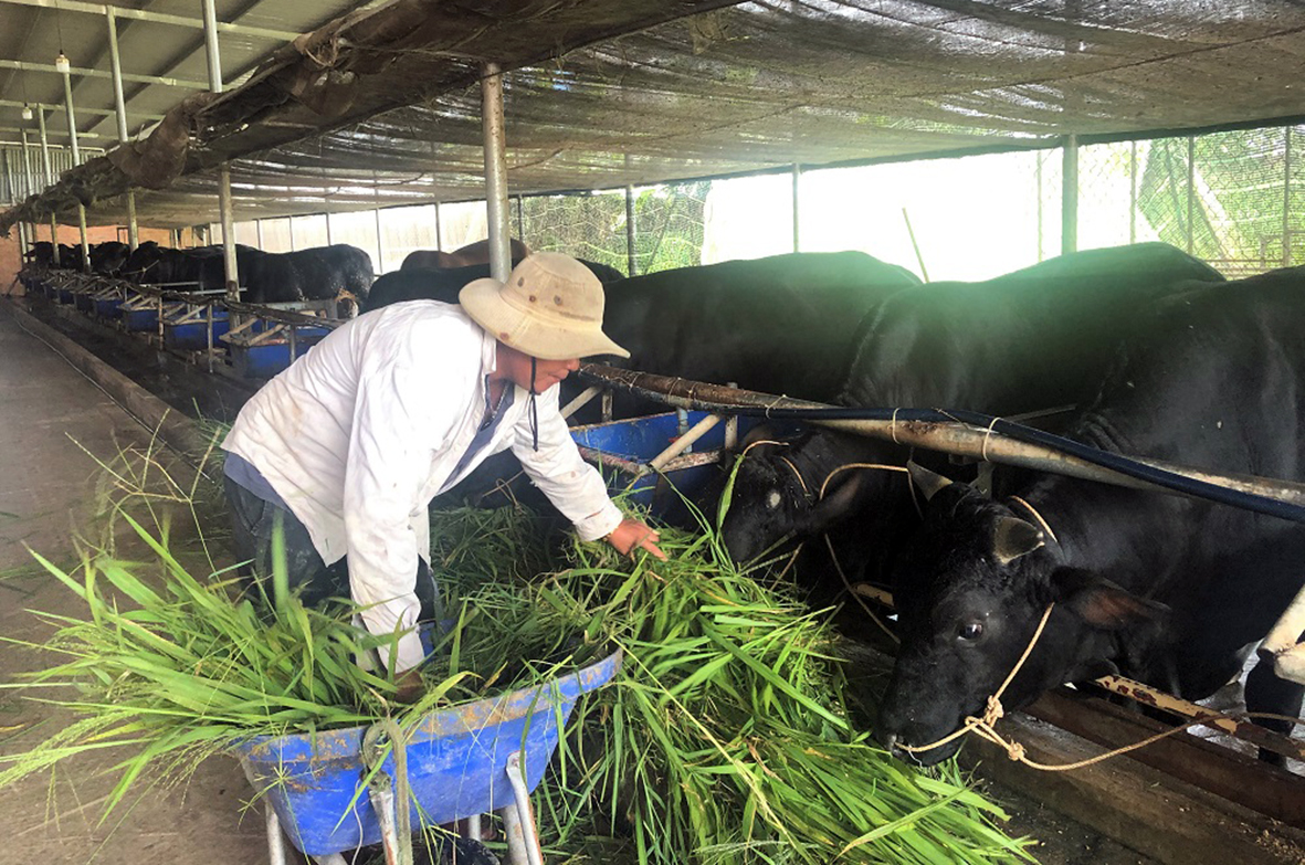 Trong những năm qua, mô hình nuôi bò đã mang lại nguồn thu nhập ổn định cho bà con nông dân xã Láng Dài. Trong ảnh: Mô hình nuôi bò 3B của gia đình ông Đỗ Thanh Quang, xã Láng Dài, huyệ Đất Đỏ.
