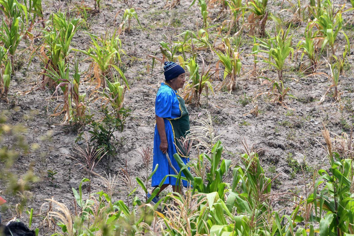 Một cánh đồng ngô bị khô hạn ở Honduras.