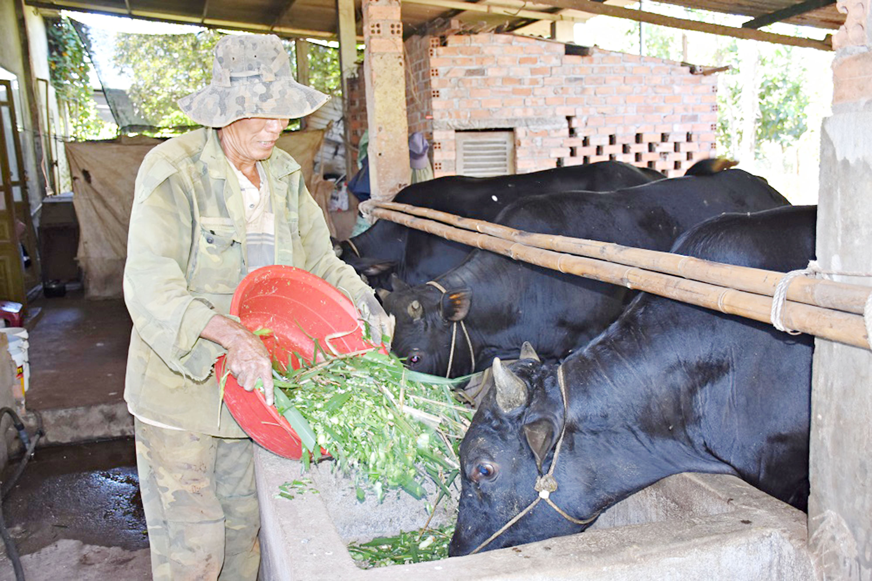 Mô hình nuôi bò 3B của gia đình ông Phạm Văn Thắng  (ấp Vĩnh Bình, xã Bình Giã, huyện Châu Đức).