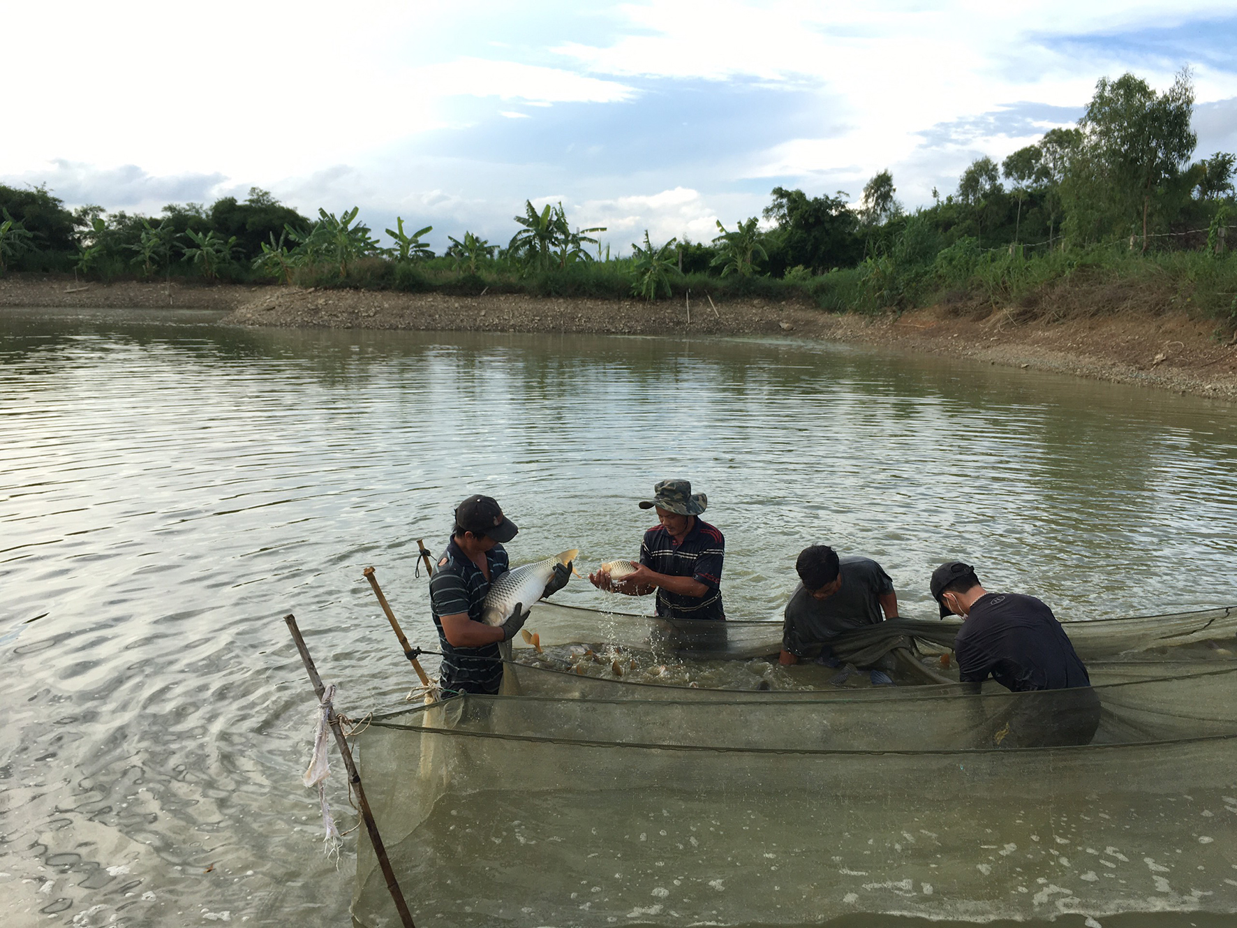 Giá bán giảm, đầu ra khó khăn khiến người nuôi cá nước ngọt lo lắng. Trong ảnh: Thương lái chọn mua cá tại hộ ông Nguyễn Văn Quỳnh, xã Suối Rao, huyện Châu Đức.