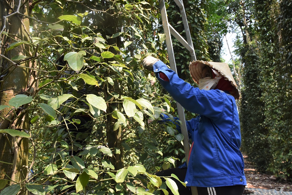 Tình hình tiêu thụ nông sản trong nước gặp nhiều khó khăn do ảnh hưởng dịch bệnh COVID-19.  Trong ảnh: Thu hoạch tiêu tại xã Bình Ba, huyện Châu Đức.