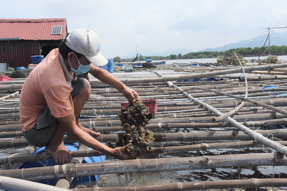 Hàu nuôi trên sông Chà Va xã Long Sơn không tiêu thụ được  do ảnh hưởng của dịch bệnh.