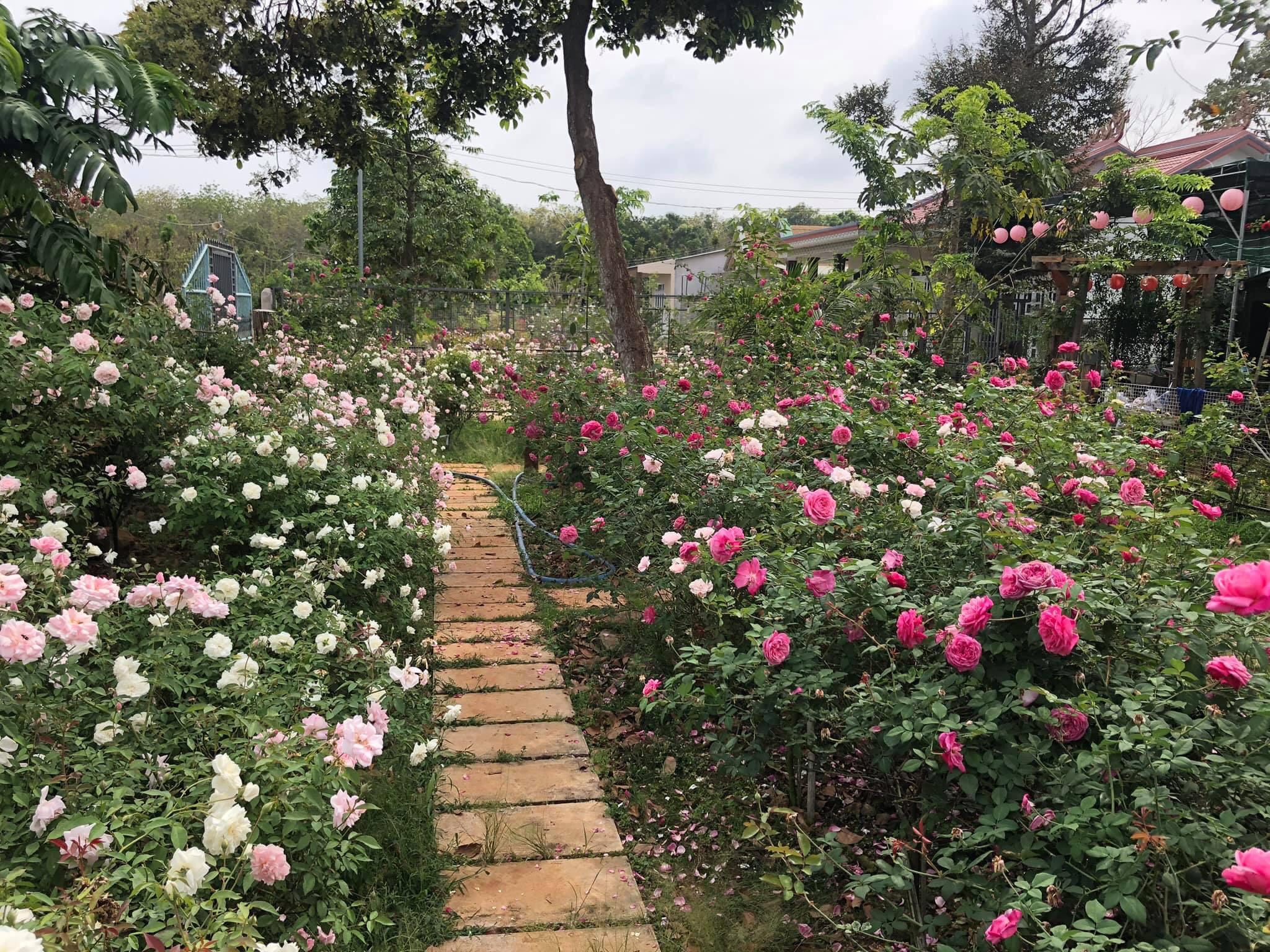 Các loại hồng cổ khoe sắc trong khu vườn nhỏ xinh xắn.