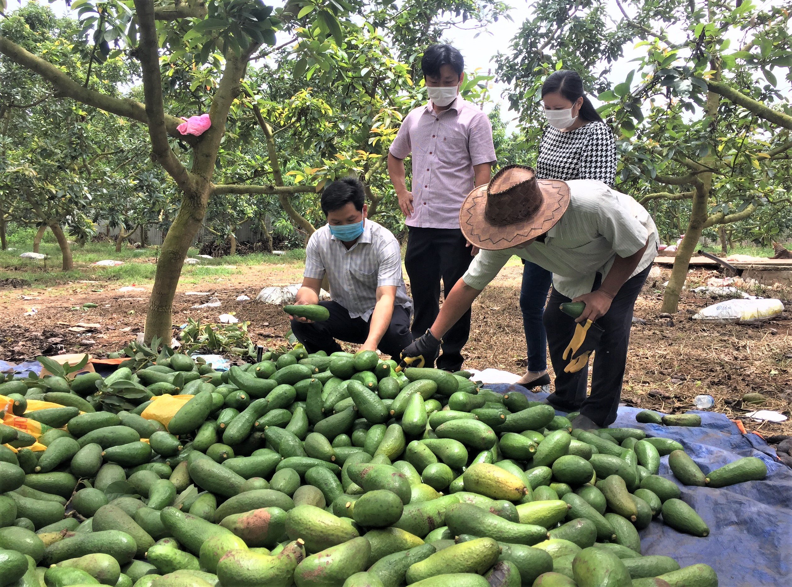 Nếu như trước kia người dân bán bơ với giá từ 60.000 - 80.000 đồng/kg thì nay chỉ còn bán được với giá từ 4.000 - 6.000 đồng/kg