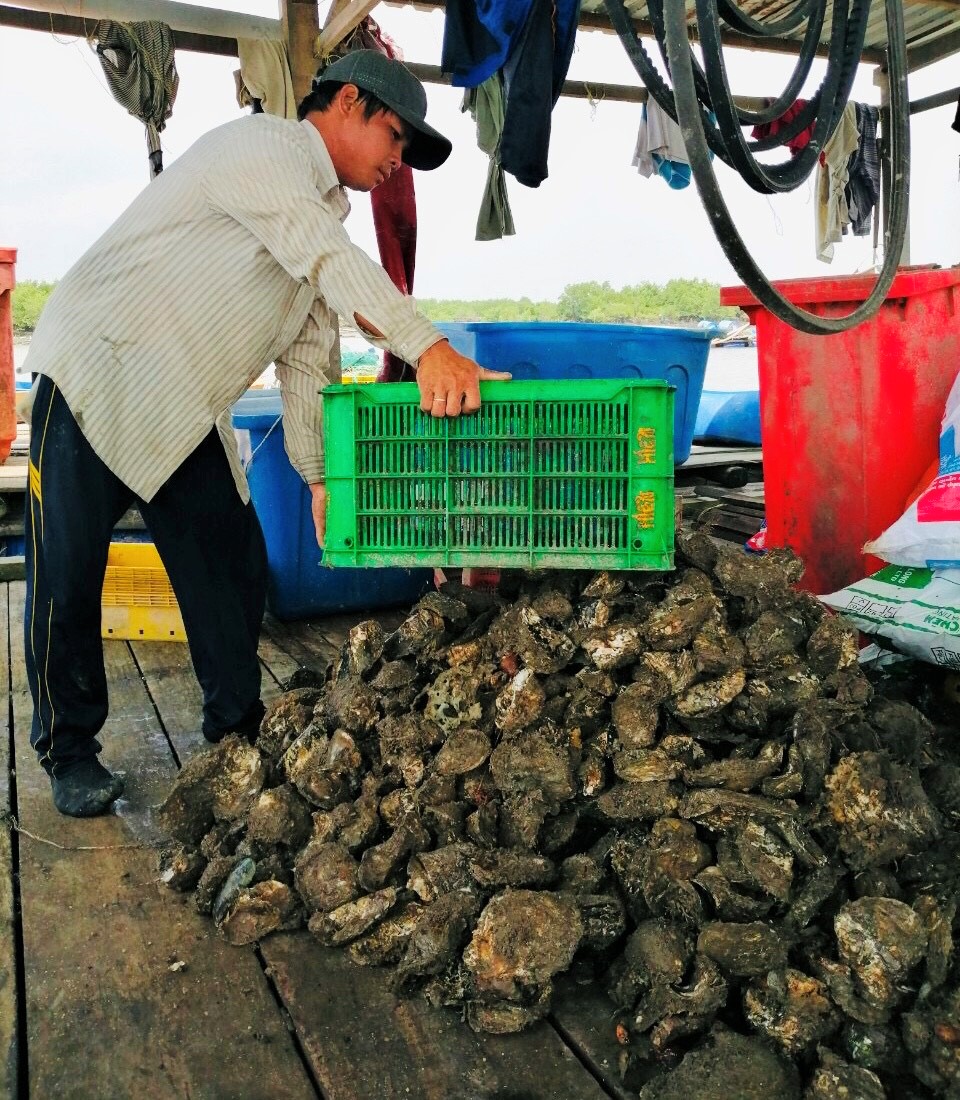 Do ảnh hưởng của dịch COVID-19, hàng trăm tấn hàu tại xã Long Sơn, TP. Vũng Tàu đang gặp khó khăn trong khâu tiêu thụ.