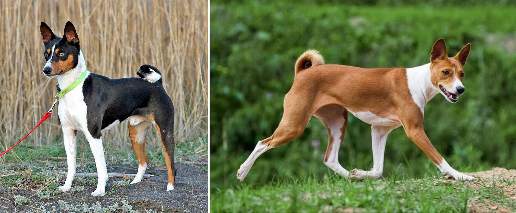  Loài chó không bao giờ sủa - Basenji