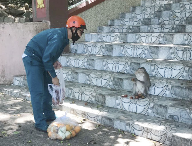 Lực lượng chức năng phường 1, TP. Vũng Tàu mang thức ăn lên cho khỉ.